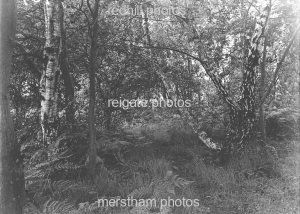 Image number 4347&prevurl=reigateheath6